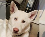 Small Photo #5 Siberian Husky Puppy For Sale in Dallas, TX, USA