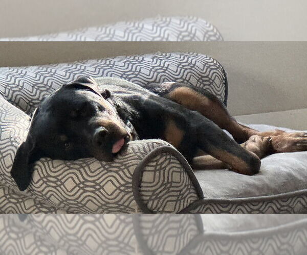 Medium Photo #3 Rottweiler Puppy For Sale in Gilbert, AZ, USA