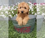 Pumpkin - Female Goldendoodle mix (+ Poodle Miniature) Puppy for Sale - Photo #4