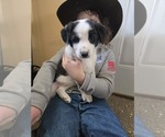 Puppy Princess Border Collie