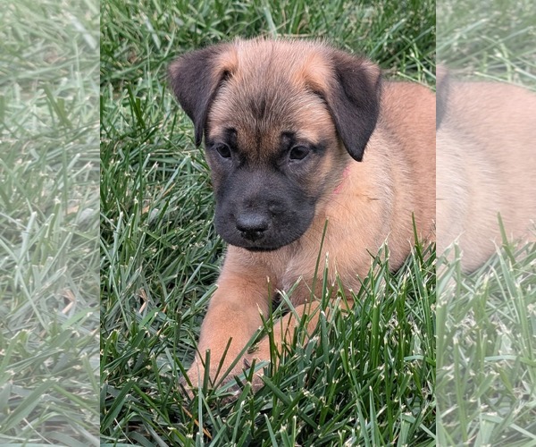 Medium Photo #2 Mutt Puppy For Sale in Holly Springs, NC, USA