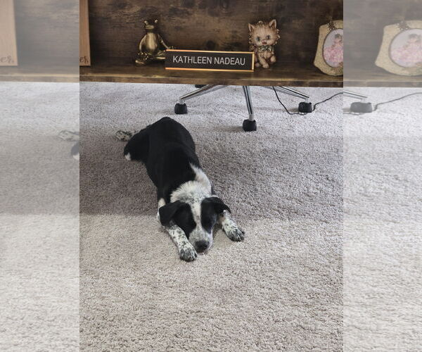 Medium Photo #6 Border Collie-Unknown Mix Puppy For Sale in Sanford, FL, USA