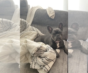 French Bulldog Puppy for sale in SAN JOSE, CA, USA