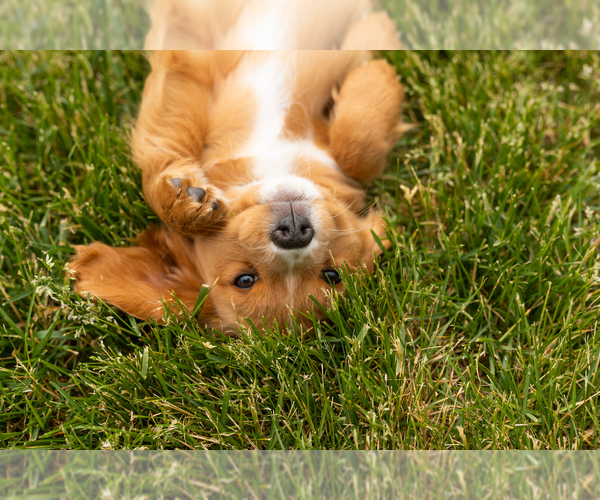 Medium Photo #1 Golden Cavadoodle Puppy For Sale in MILLERSBURG, IN, USA