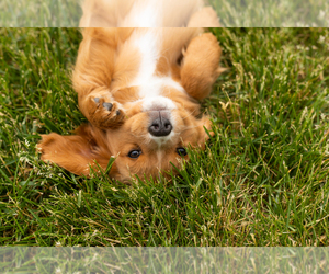 Golden Cavadoodle Litter for sale in MILLERSBURG, IN, USA
