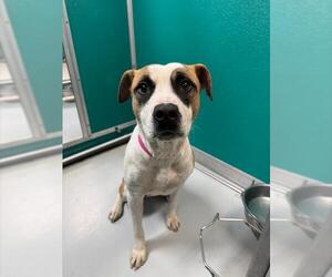 Mutt Dogs for adoption in Oklahoma City, OK, USA