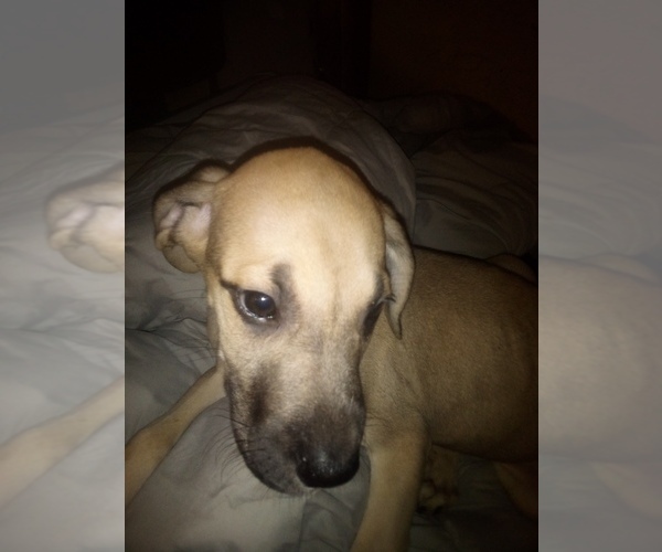Medium Photo #1 Great Pyredane-Unknown Mix Puppy For Sale in SHELDON, IL, USA
