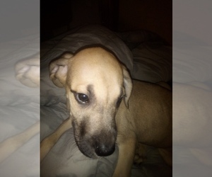 Great Pyredane-Unknown Mix Puppy for sale in SHELDON, IL, USA