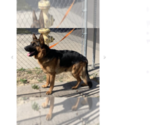 Small Photo #18 German Shepherd Dog Puppy For Sale in MERCED, CA, USA