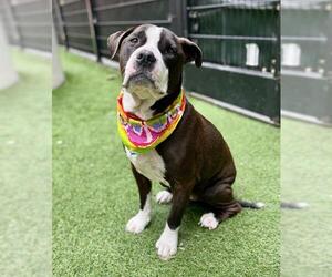 American Pit Bull Terrier-Unknown Mix Dogs for adoption in San Francisco, CA, USA
