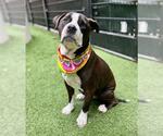 Small American Pit Bull Terrier Mix