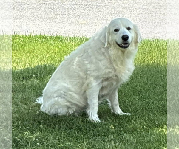 Medium Photo #1 Great Pyrenees Puppy For Sale in Croydon, NH, USA