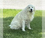 PYRA - Female Great Pyrenees Dog for Adoption - Small photo