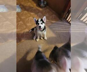 Alaskan Husky-German Shepherd Dog Mix Puppy for sale in LOGANVILLE, GA, USA