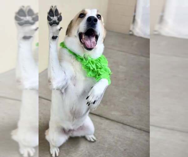 Medium Photo #1 Mutt Puppy For Sale in McKinney, TX, USA