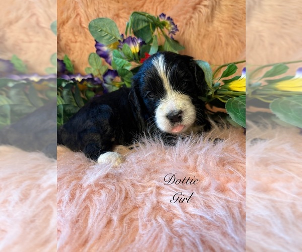 Medium Photo #3 Golden Mountain Doodle  Puppy For Sale in SAINT CLOUD, MN, USA