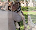 Small #8 Bulldog
