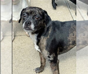 Frenchie Pug Dogs for adoption in Aurora, IL, USA