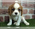 Small #6 Cavalier King Charles Spaniel