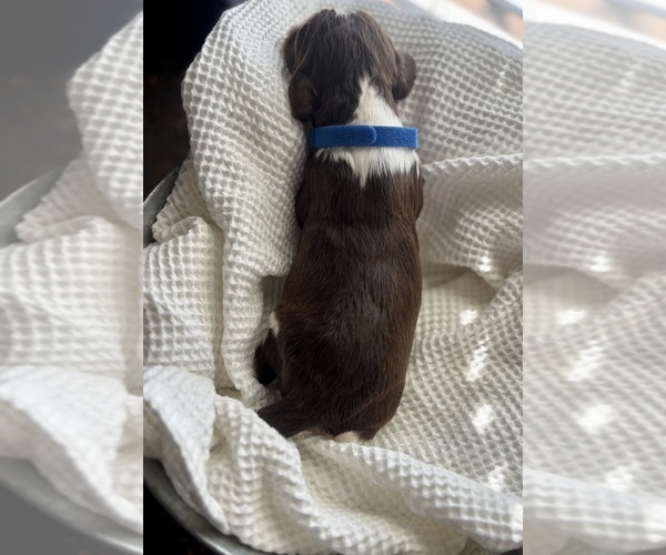 Medium Photo #6 English Springer Spaniel Puppy For Sale in ACTON, MT, USA