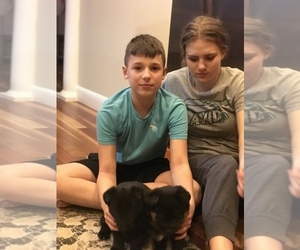 German Shepherd Dog-Huskimo Mix Puppy for sale in MAYWOOD PARK, OR, USA