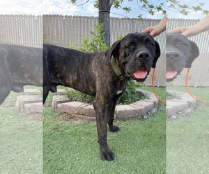 Mutt Dogs for adoption in Goodyear, AZ, USA