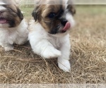 Small Photo #66 Shih Tzu Puppy For Sale in VENETA, OR, USA