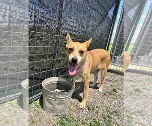 Mutt Dogs for adoption in Abbeville, LA, USA