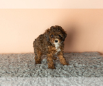 Small Photo #4 Poodle (Miniature) Puppy For Sale in MILLERSBURG, IN, USA