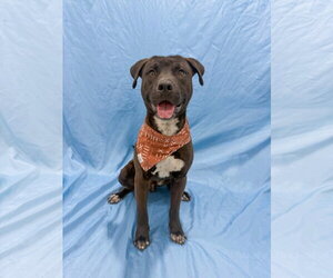 Mutt Dogs for adoption in Sandy, UT, USA