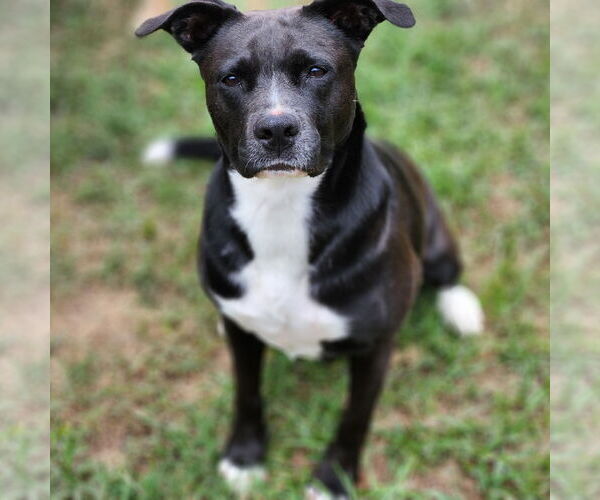 Medium Photo #13 American Staffordshire Terrier-Unknown Mix Puppy For Sale in Rosenberg, TX, USA