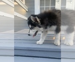 Small #4 Siberian Husky