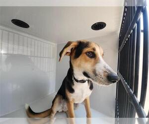 Beagle-Unknown Mix Dogs for adoption in Houston, TX, USA