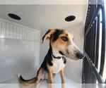 Small Beagle Mix