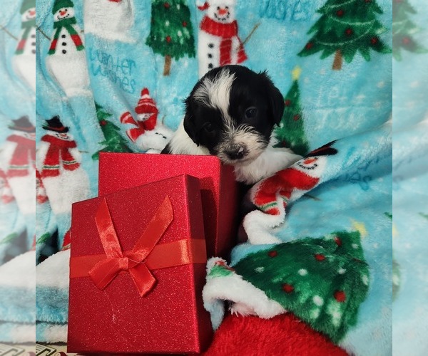 Medium Photo #3 Shorkie Tzu-Zuchon Mix Puppy For Sale in COWARD, SC, USA
