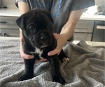Small #10 Cane Corso