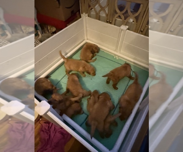 Medium Photo #14 Golden Retriever Puppy For Sale in SOMERSWORTH, NH, USA