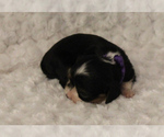 Small Photo #2 Cavalier King Charles Spaniel Puppy For Sale in HOMELAND, CA, USA