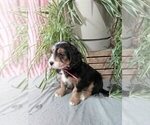 Small Photo #4 Bernedoodle (Miniature) Puppy For Sale in MILLERSBURG, OH, USA