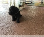 Small Photo #12 Schnauzer (Miniature) Puppy For Sale in CAPE CORAL, FL, USA