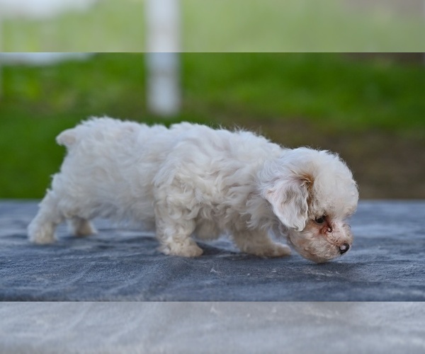 Medium Photo #4 Poodle (Toy) Puppy For Sale in MILLERSBURG, OH, USA