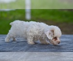 Small #3 Poodle (Toy)