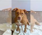 Small #1 Mutt