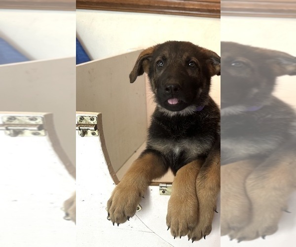 Medium Photo #2 German Shepherd Dog Puppy For Sale in SUFFOLK, VA, USA
