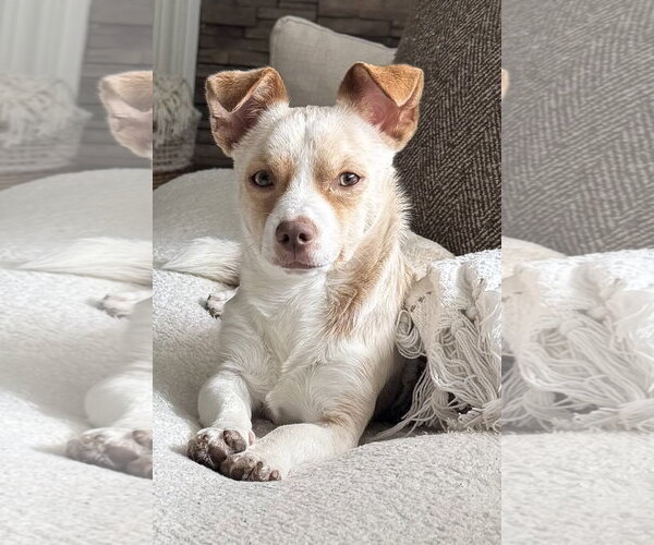 Medium Photo #1 Chihuahua-Unknown Mix Puppy For Sale in Woodbury, NY, USA