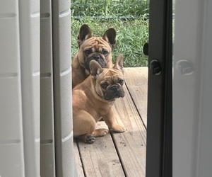 French Bulldog Puppy for sale in SIOUX FALLS, SD, USA