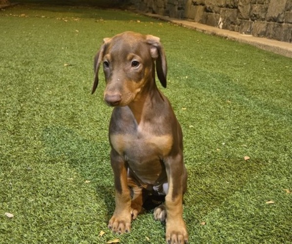 Medium Photo #5 Doberman Pinscher Puppy For Sale in NEWARK, NJ, USA