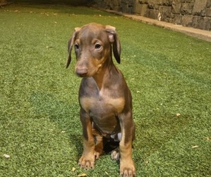 Medium Doberman Pinscher