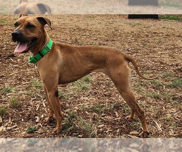 Medium Photo #2 Chinese Shar-Pei-Whippet Mix Puppy For Sale in Denver, CO, USA