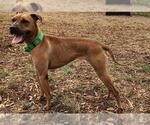 Small #1 Chinese Shar-Pei-Whippet Mix